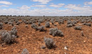 Saltbush